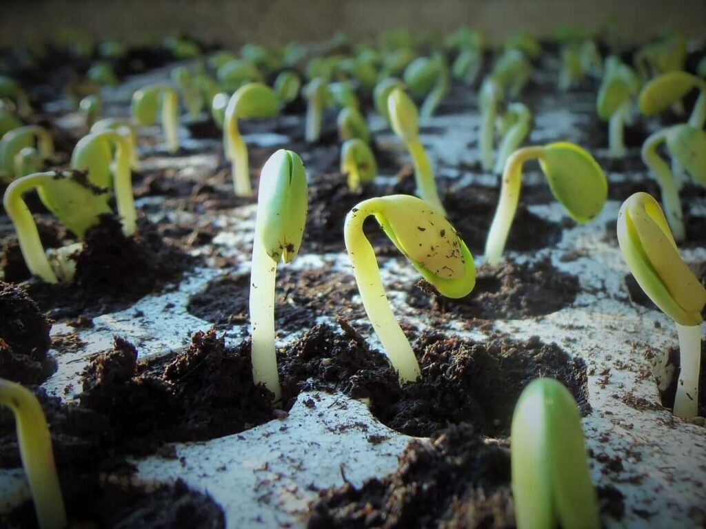 Soybeans Collapsing Lower with Weather and Outside Pressures